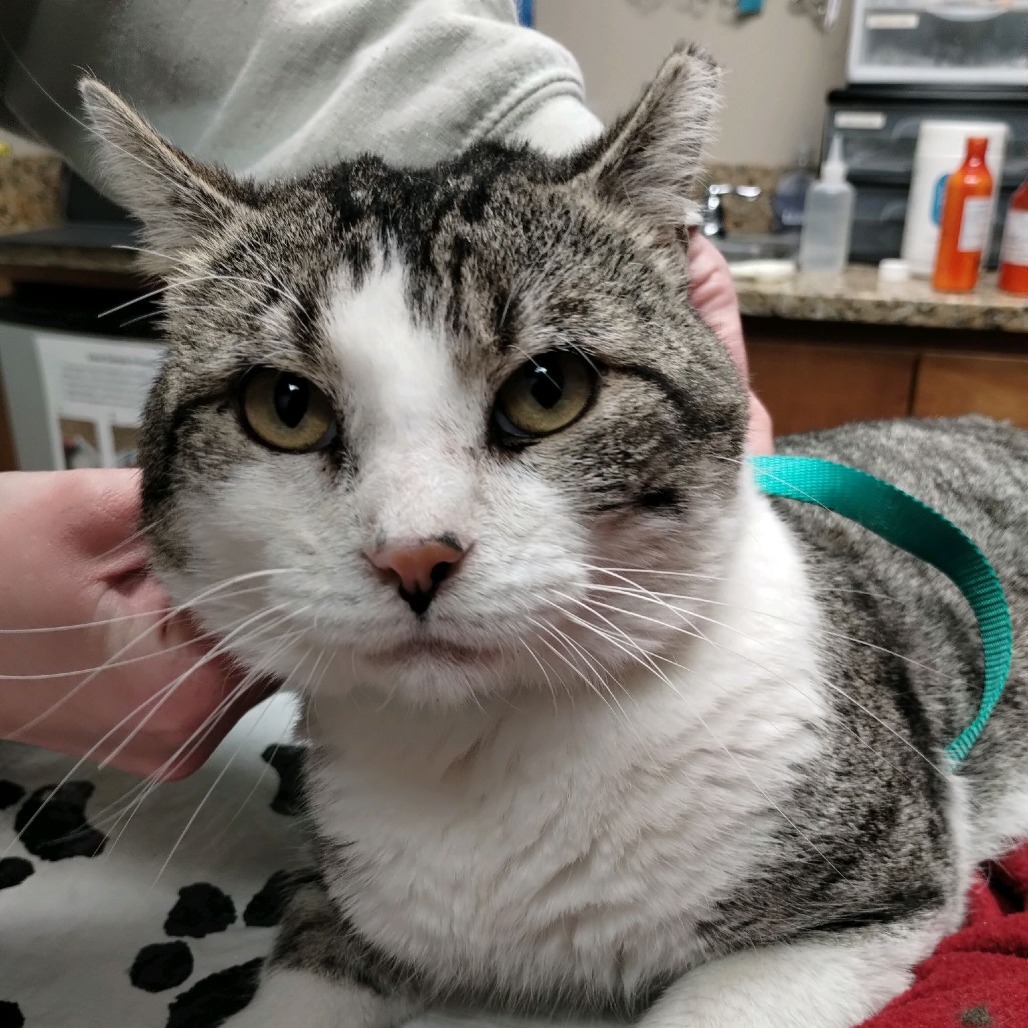 Snee-Zee, an adoptable Domestic Short Hair in Norfolk, NE, 68701 | Photo Image 2