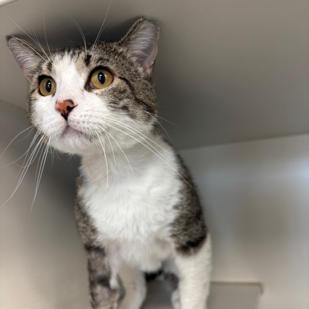 Snee-Zee, an adoptable Domestic Short Hair in Norfolk, NE, 68701 | Photo Image 3