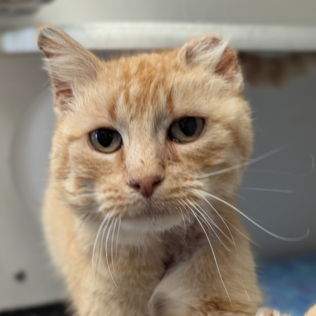 Yoplait, an adoptable Domestic Short Hair in Norfolk, NE, 68701 | Photo Image 1