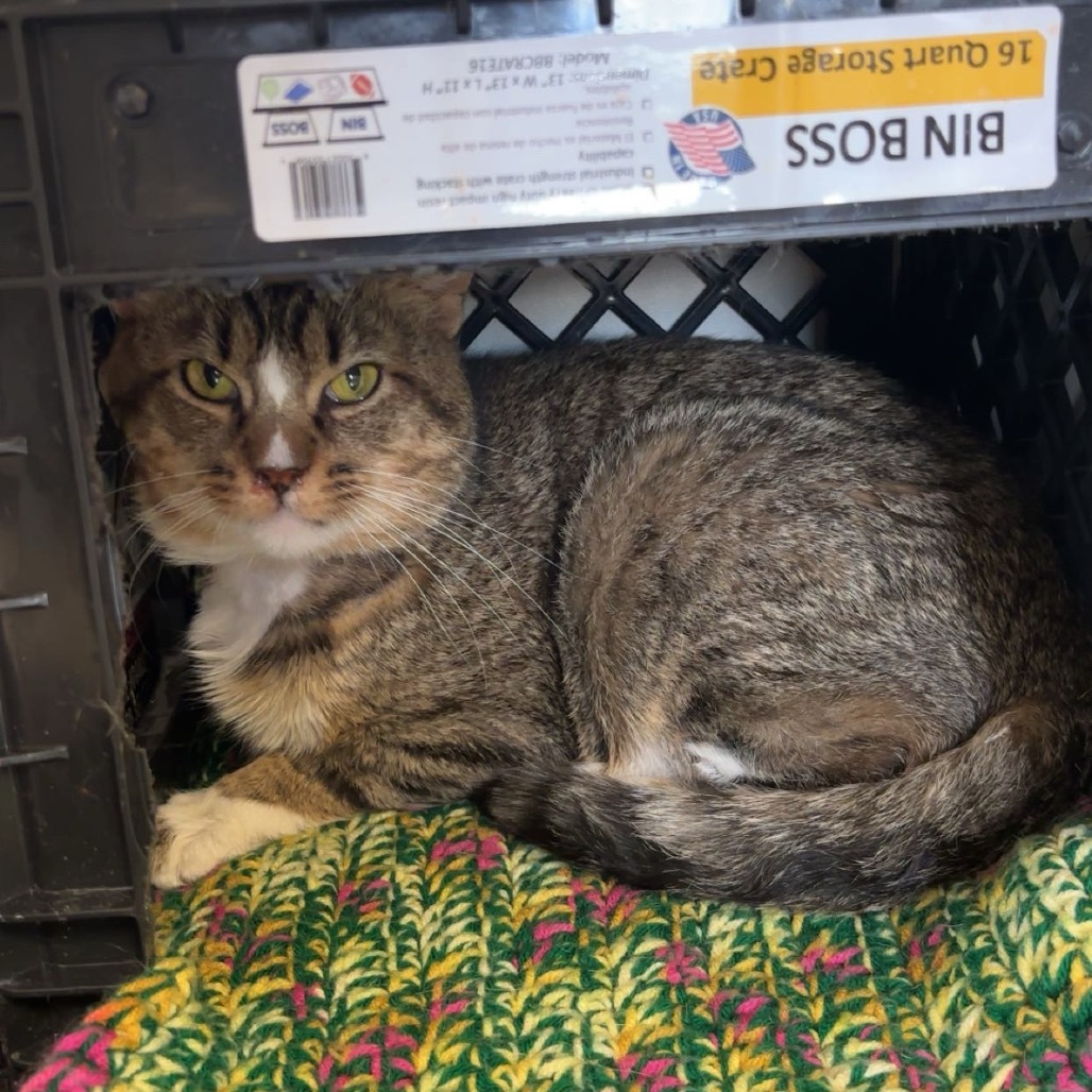 Grunk, an adoptable Domestic Short Hair in Norfolk, NE, 68701 | Photo Image 1