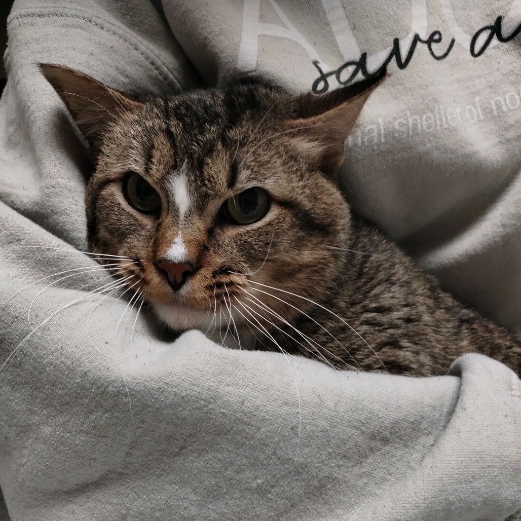 Grunk, an adoptable Domestic Short Hair in Norfolk, NE, 68701 | Photo Image 2