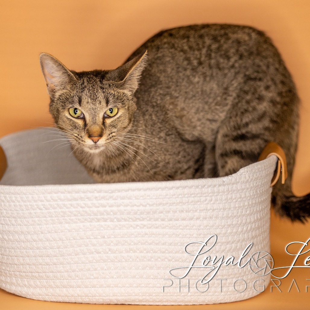 Godiva, an adoptable Domestic Short Hair in San Antonio, TX, 78253 | Photo Image 1