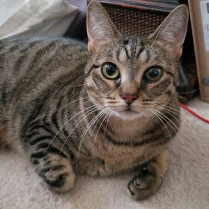 Harley, Adult Female American Shorthair