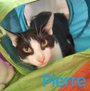 Pierre