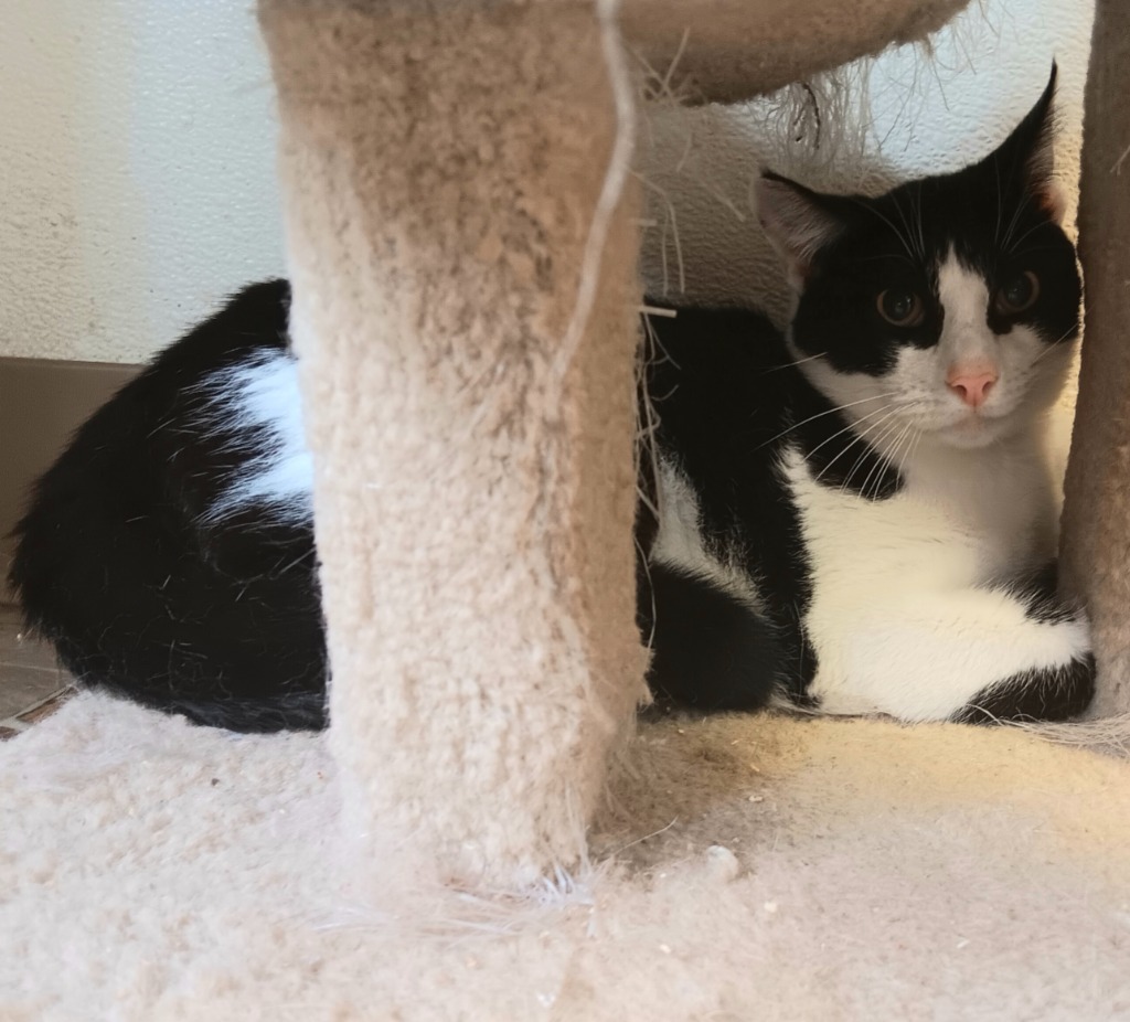 Pierre, an adoptable Domestic Short Hair in Mena, AR, 71953 | Photo Image 2