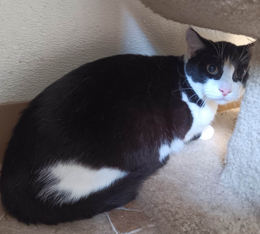 Pierre, an adoptable Domestic Short Hair in Mena, AR, 71953 | Photo Image 3