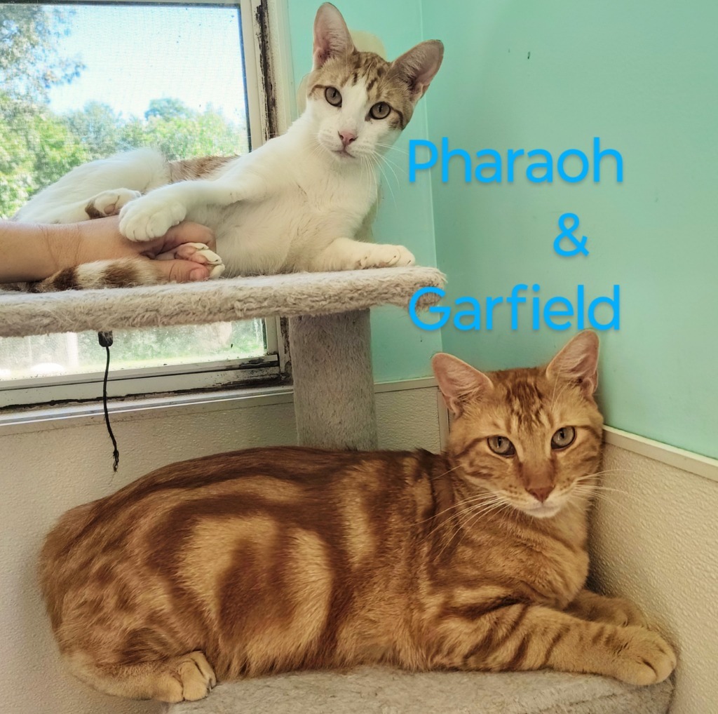 Pharaoh, an adoptable Domestic Short Hair in Mena, AR, 71953 | Photo Image 1