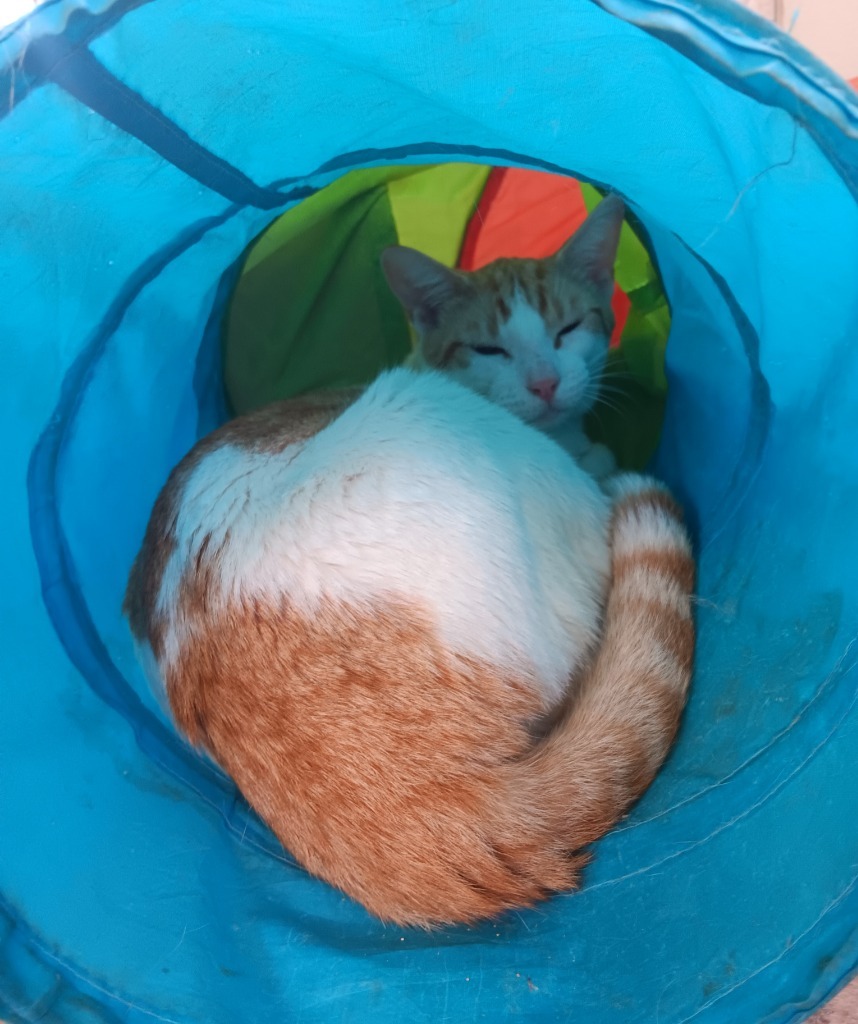 Pharaoh, an adoptable Domestic Short Hair in Mena, AR, 71953 | Photo Image 2