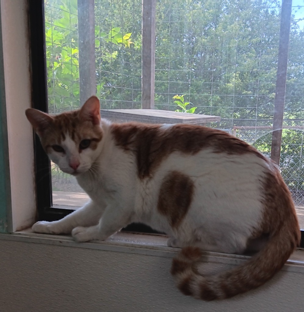 Pharaoh, an adoptable Domestic Short Hair in Mena, AR, 71953 | Photo Image 4