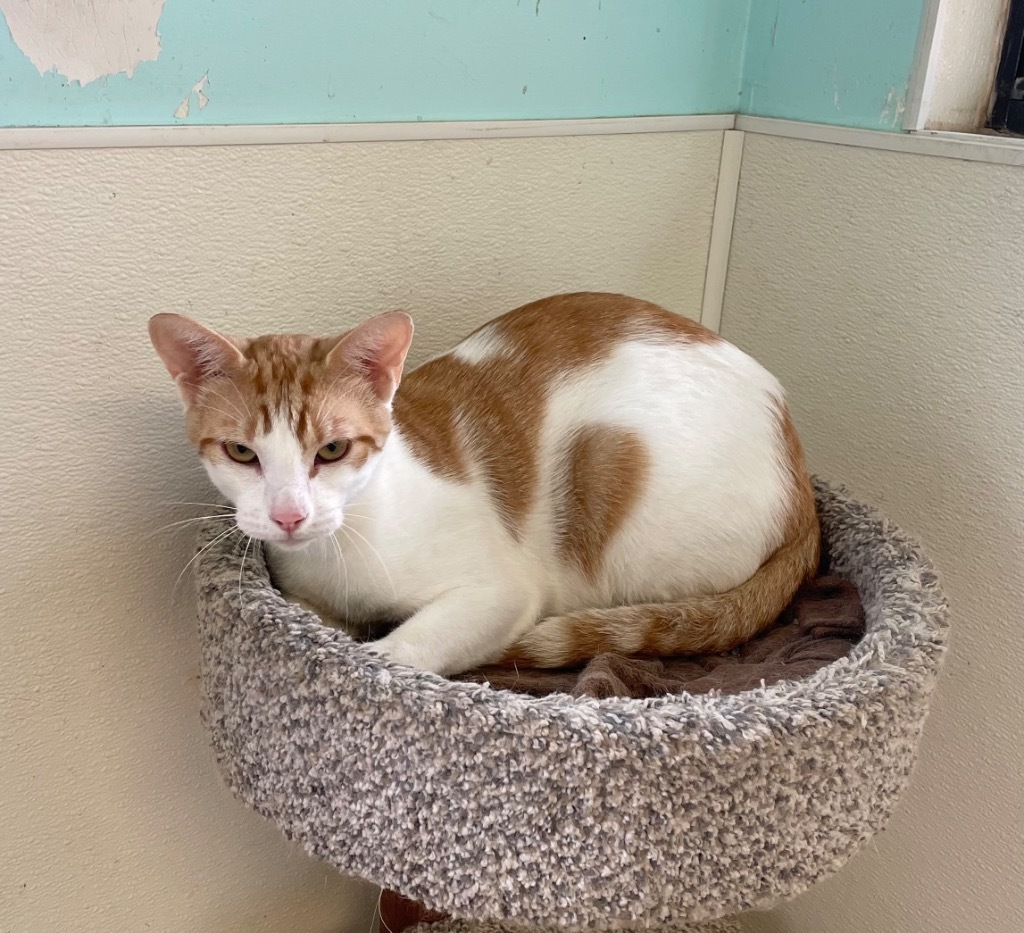 Pharaoh, an adoptable Domestic Short Hair in Mena, AR, 71953 | Photo Image 5