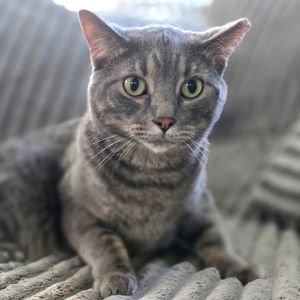 Fluff, Adult Male Domestic Short Hair
