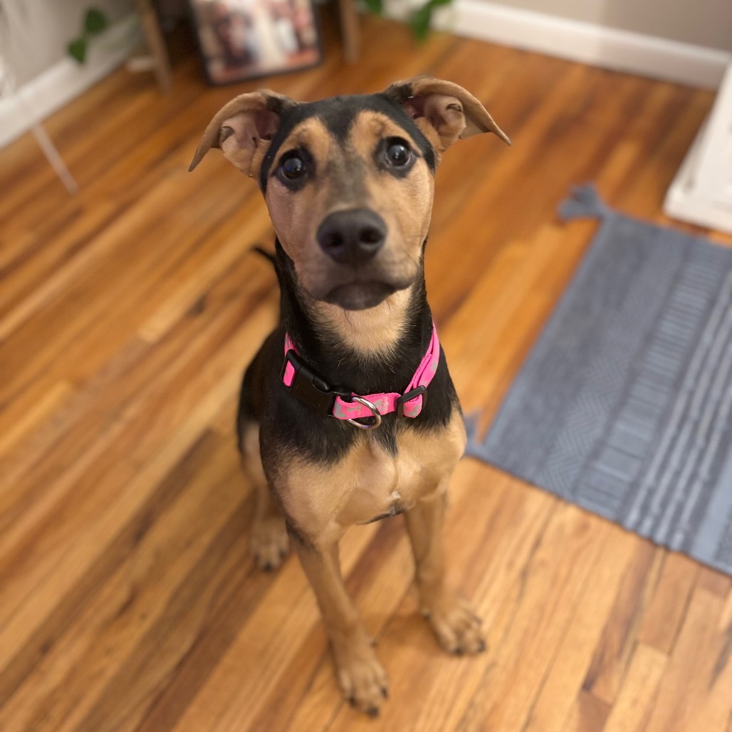 Finnleigh