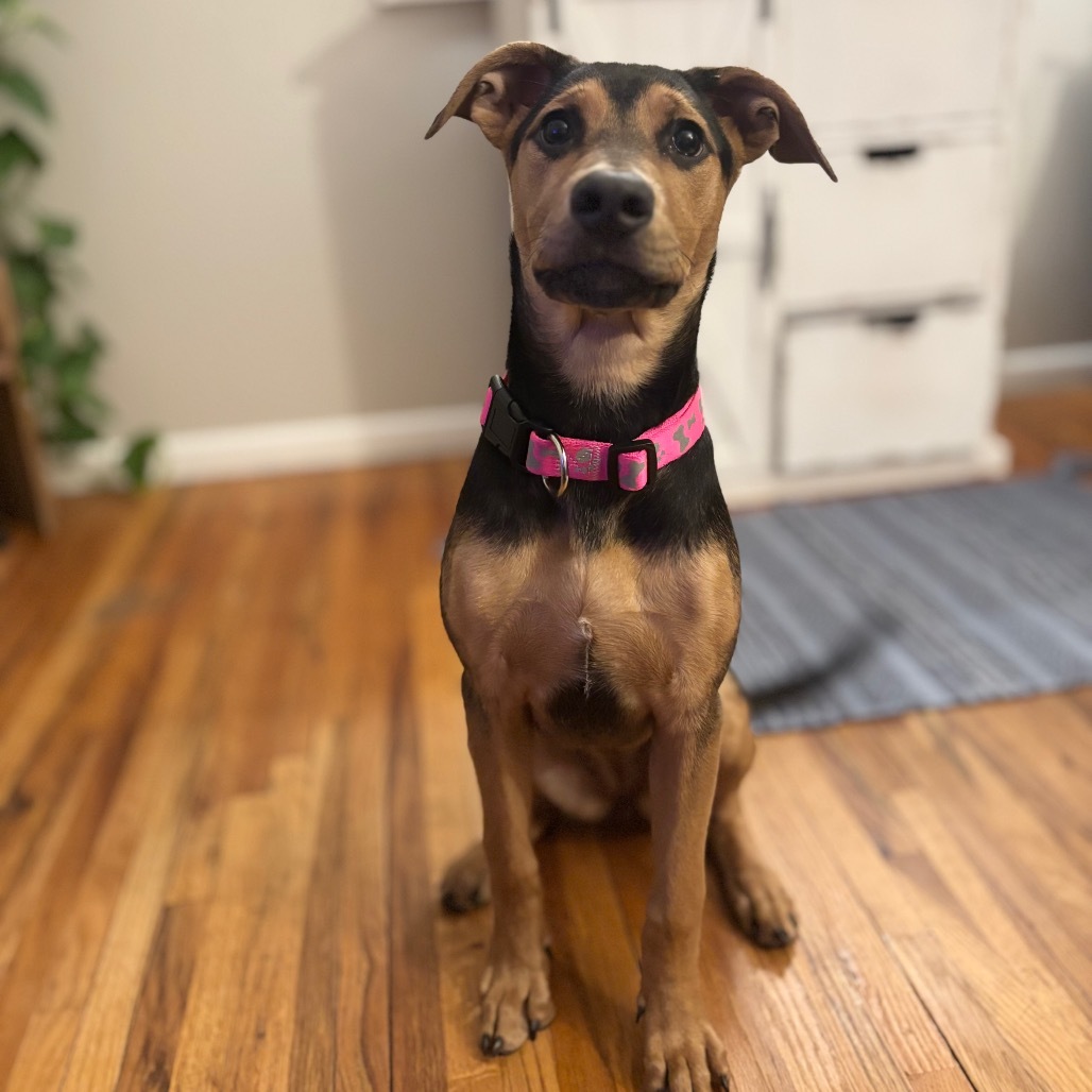Finnleigh