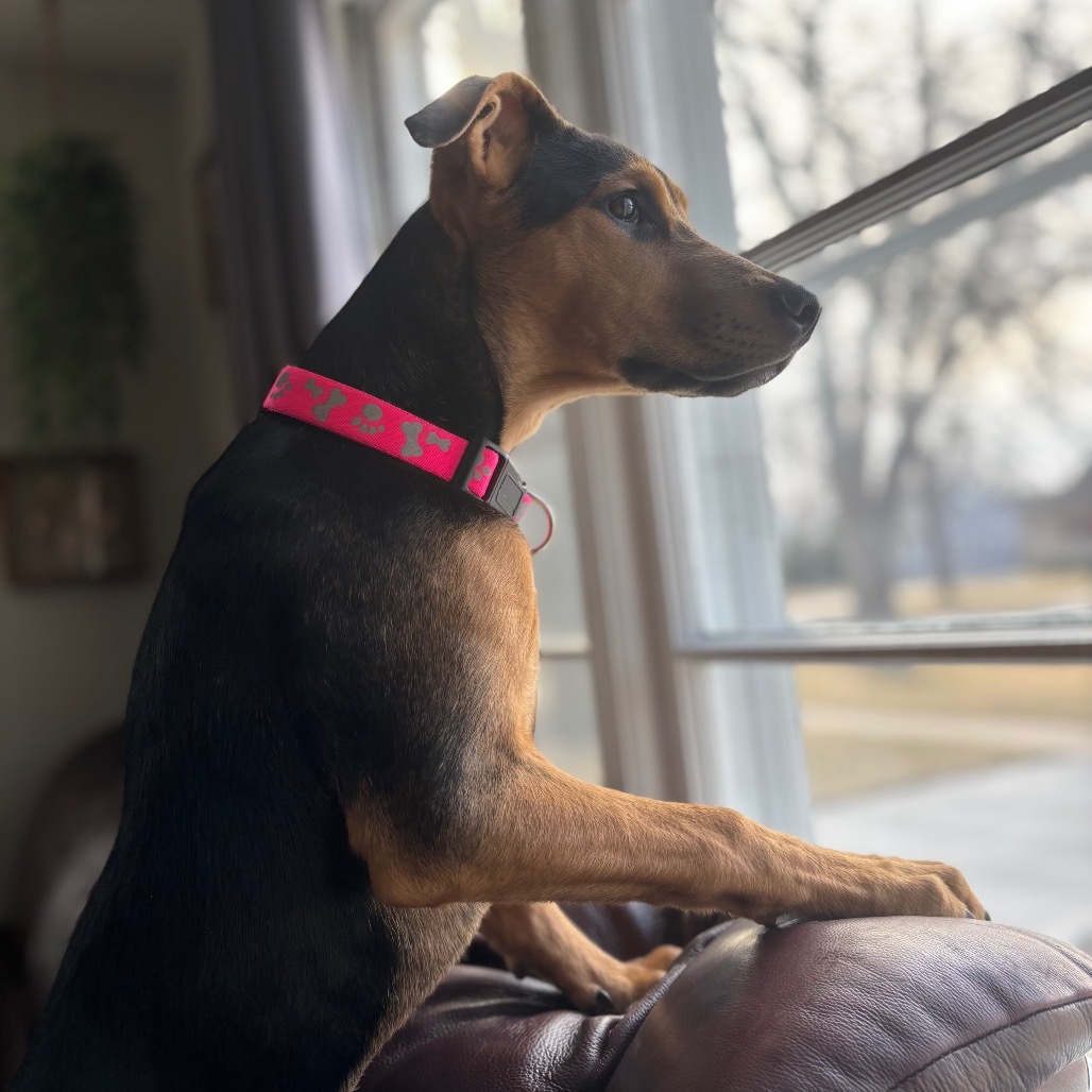 Finnleigh