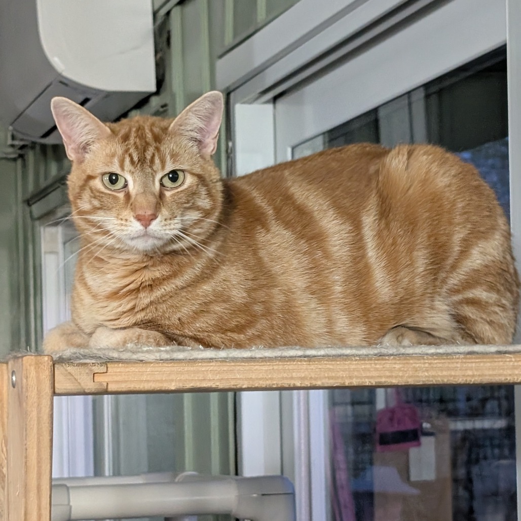 Swirlie