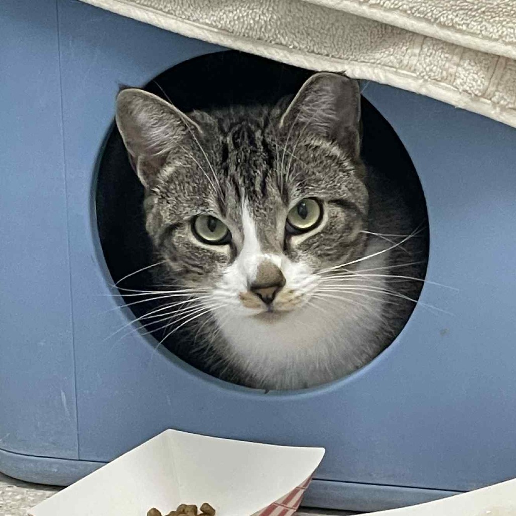 Sissy, an adoptable Domestic Short Hair in St. Helena, CA, 94574 | Photo Image 1