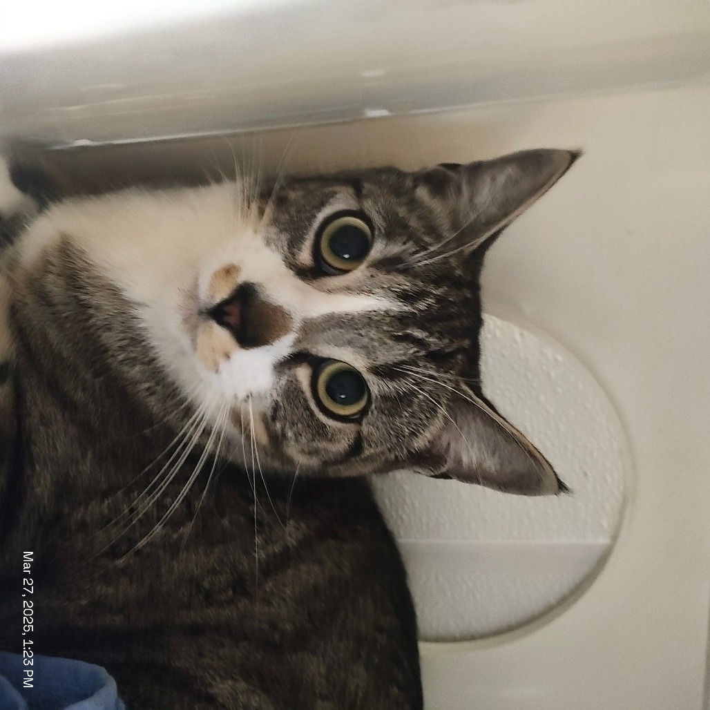 Sissy, an adoptable Domestic Short Hair in St. Helena, CA, 94574 | Photo Image 2