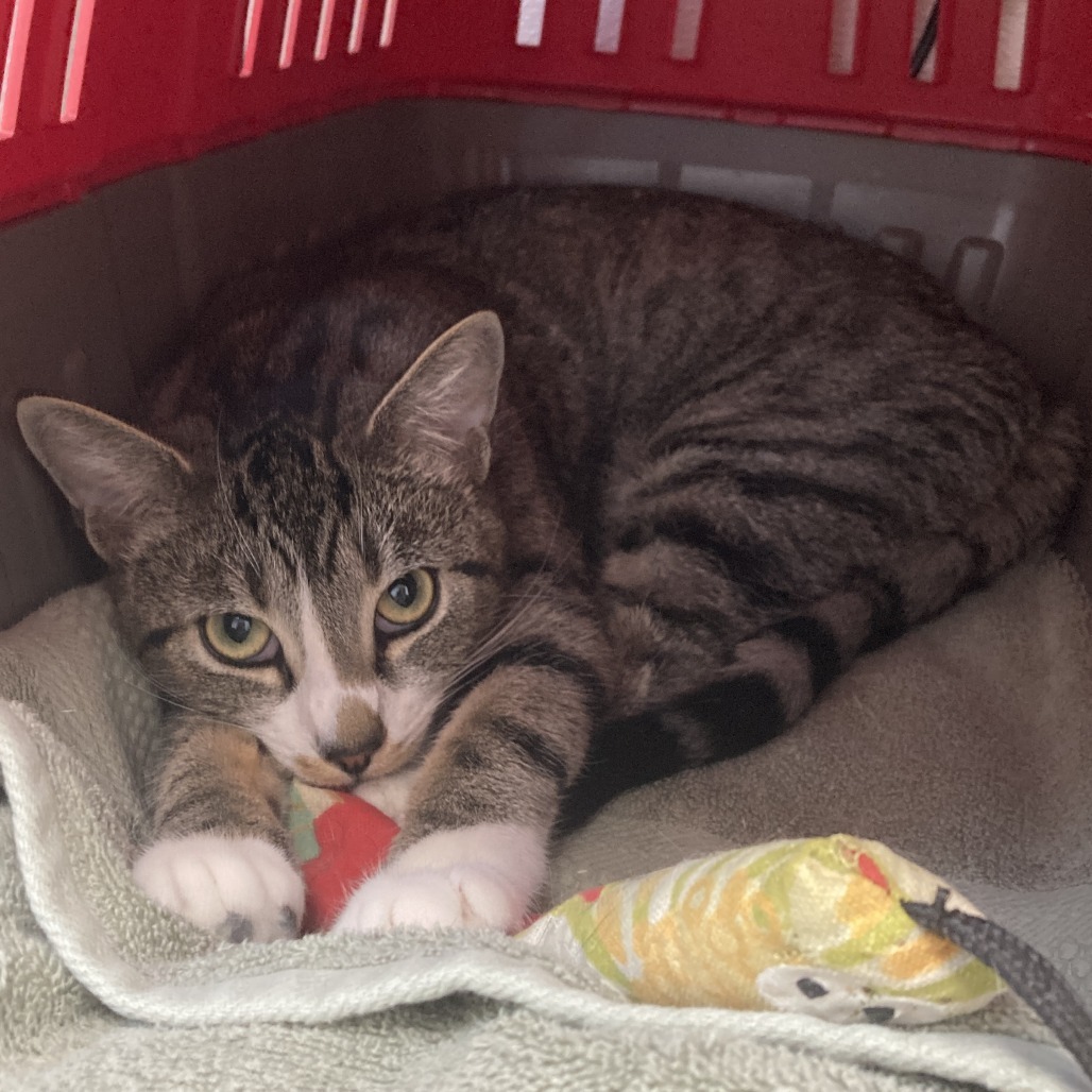 Sissy, an adoptable Domestic Short Hair in St. Helena, CA, 94574 | Photo Image 3