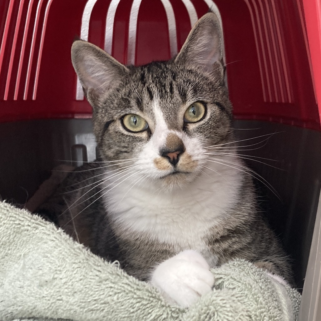 Sissy, an adoptable Domestic Short Hair in St. Helena, CA, 94574 | Photo Image 4