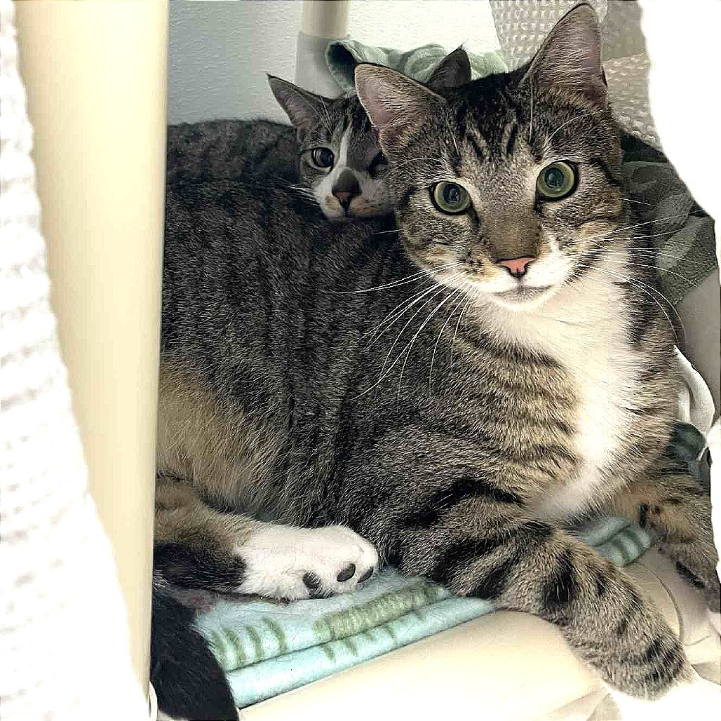 Sissy, an adoptable Domestic Short Hair in St. Helena, CA, 94574 | Photo Image 5