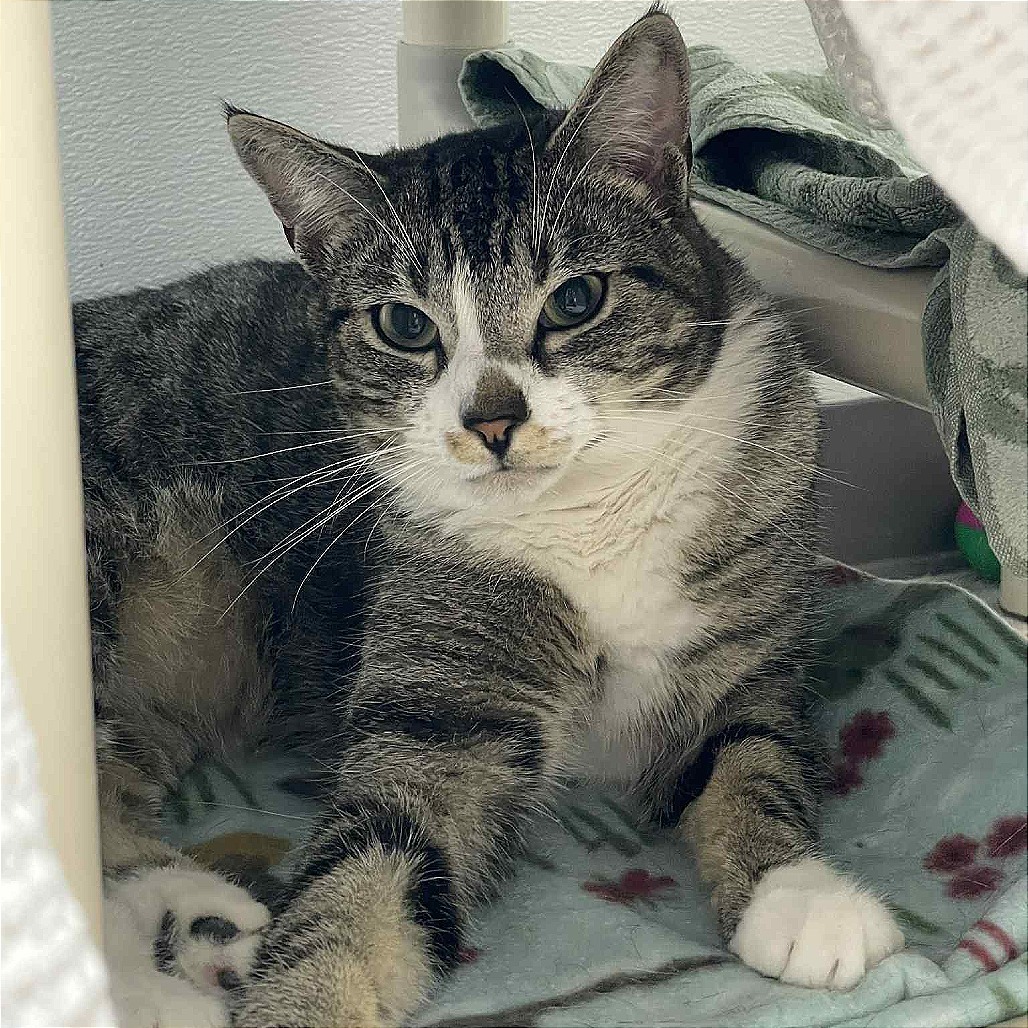 Sissy, an adoptable Domestic Short Hair in St. Helena, CA, 94574 | Photo Image 6