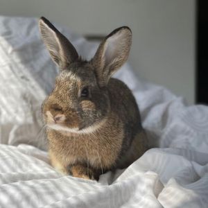 Emerie, Adult Male Bunny Rabbit