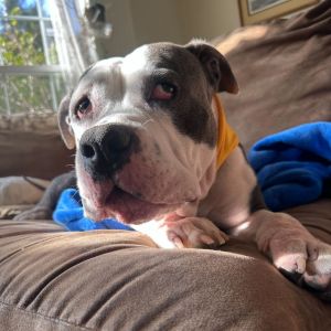 Iris is the sweetest 5-year-old 47 lb mix youll ever meet Iris has a nice medium energy - she kno