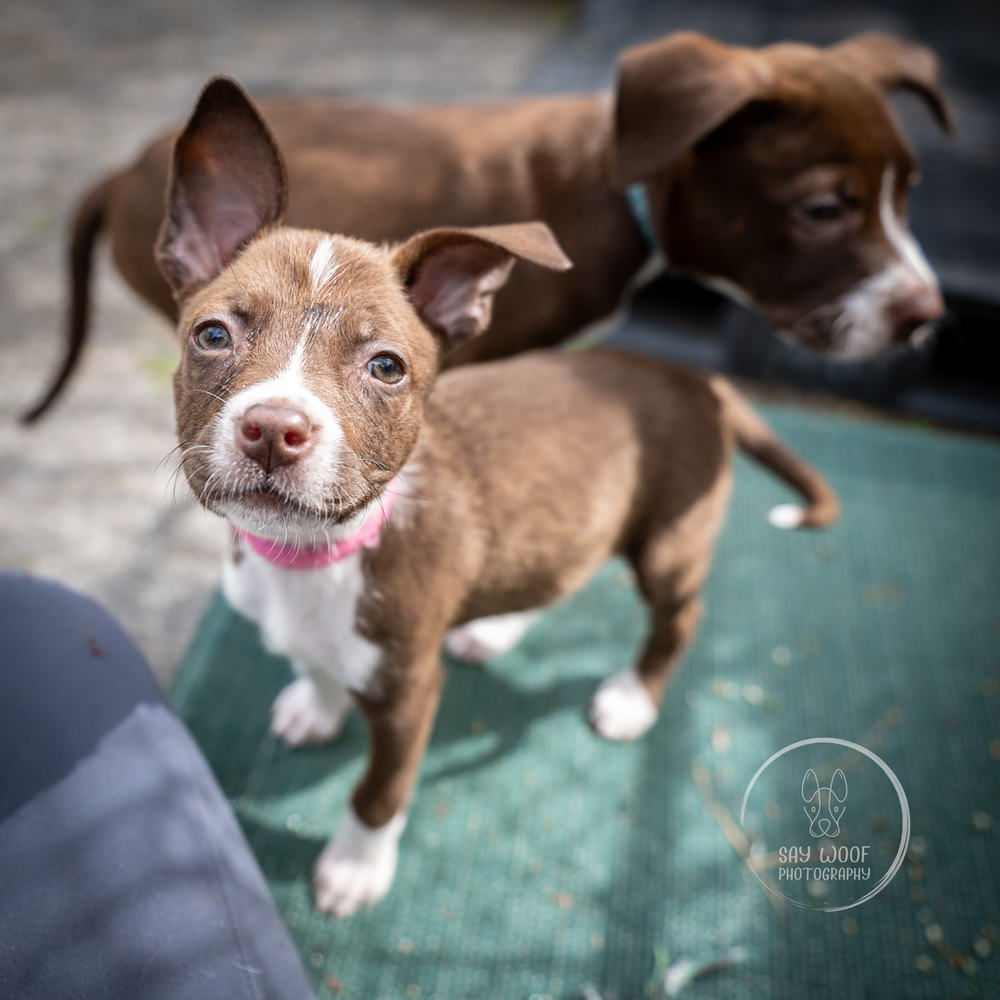 Smartie - 25067