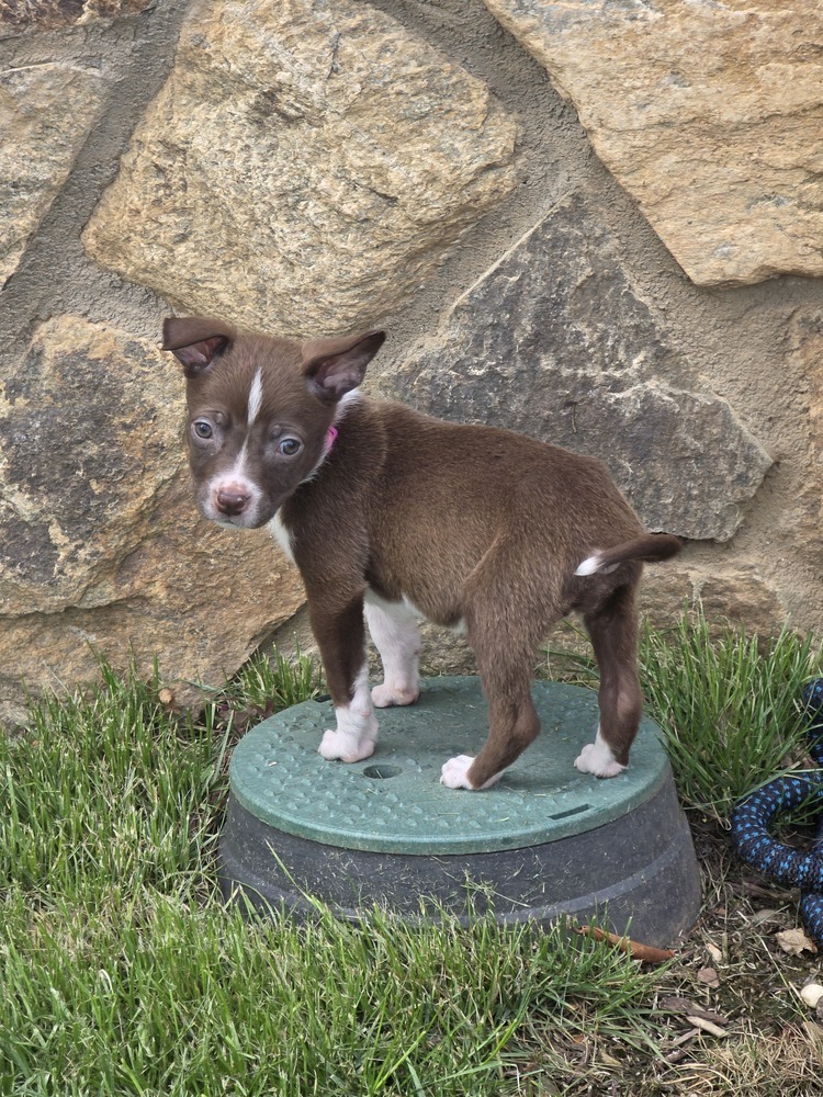 Smartie - 25067