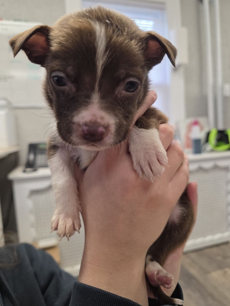 Smartie - 25067