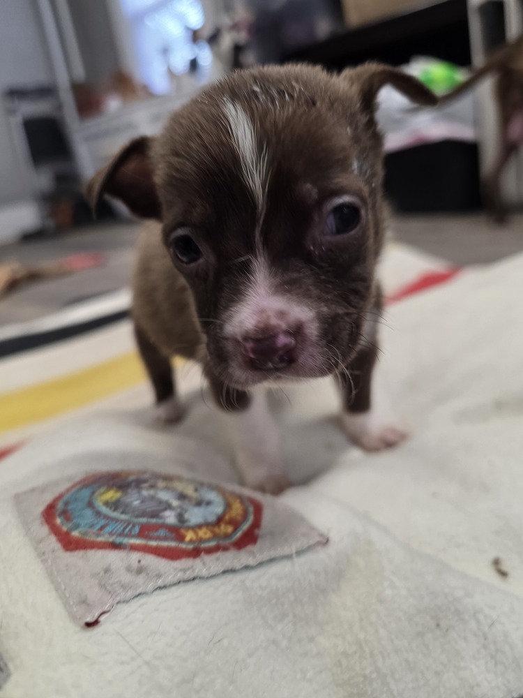 Smartie - 25067