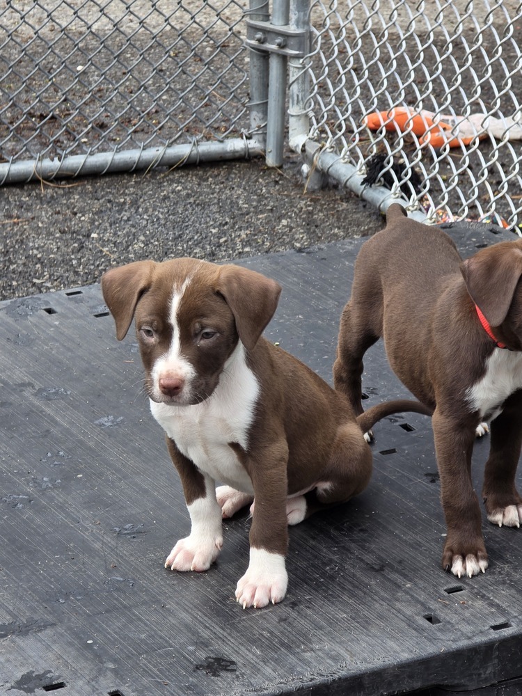 Skittles - 25066