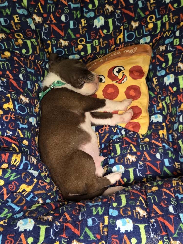 Skittles - 25066