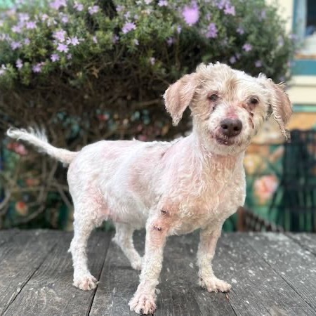 Gracie