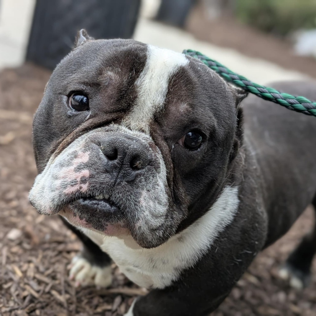 Winston