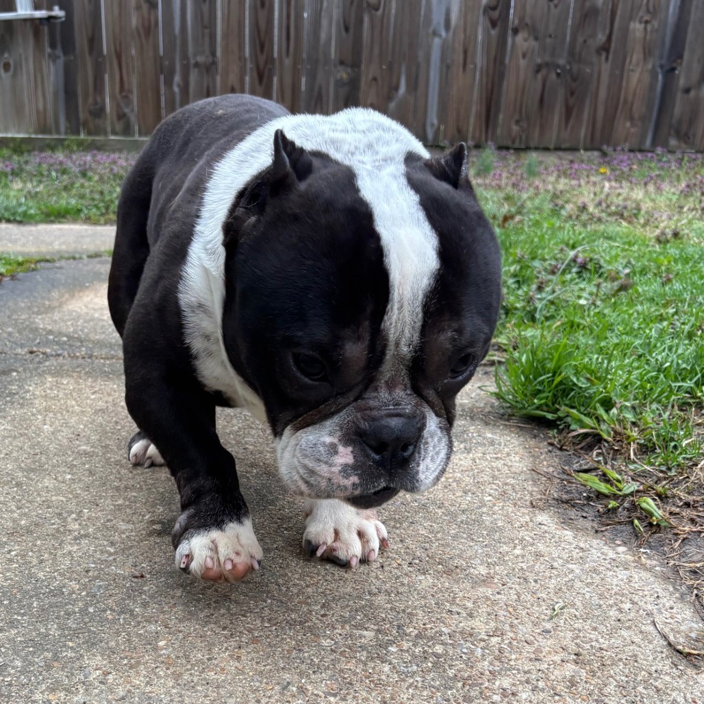 Winston