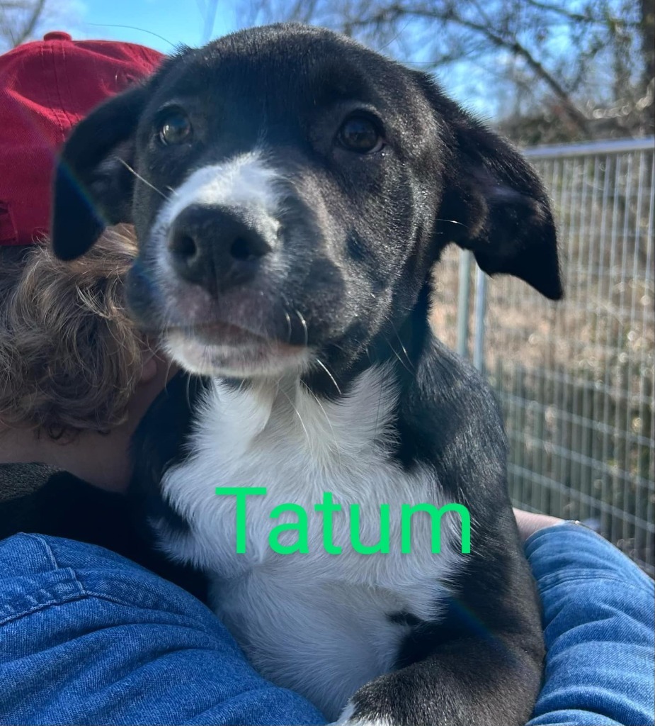 Tatum