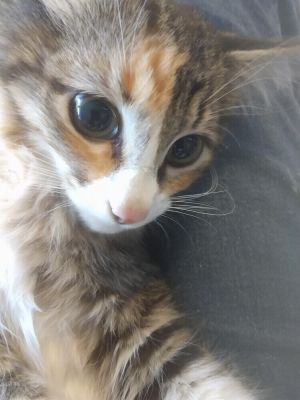 Flora 2, Baby Female Calico