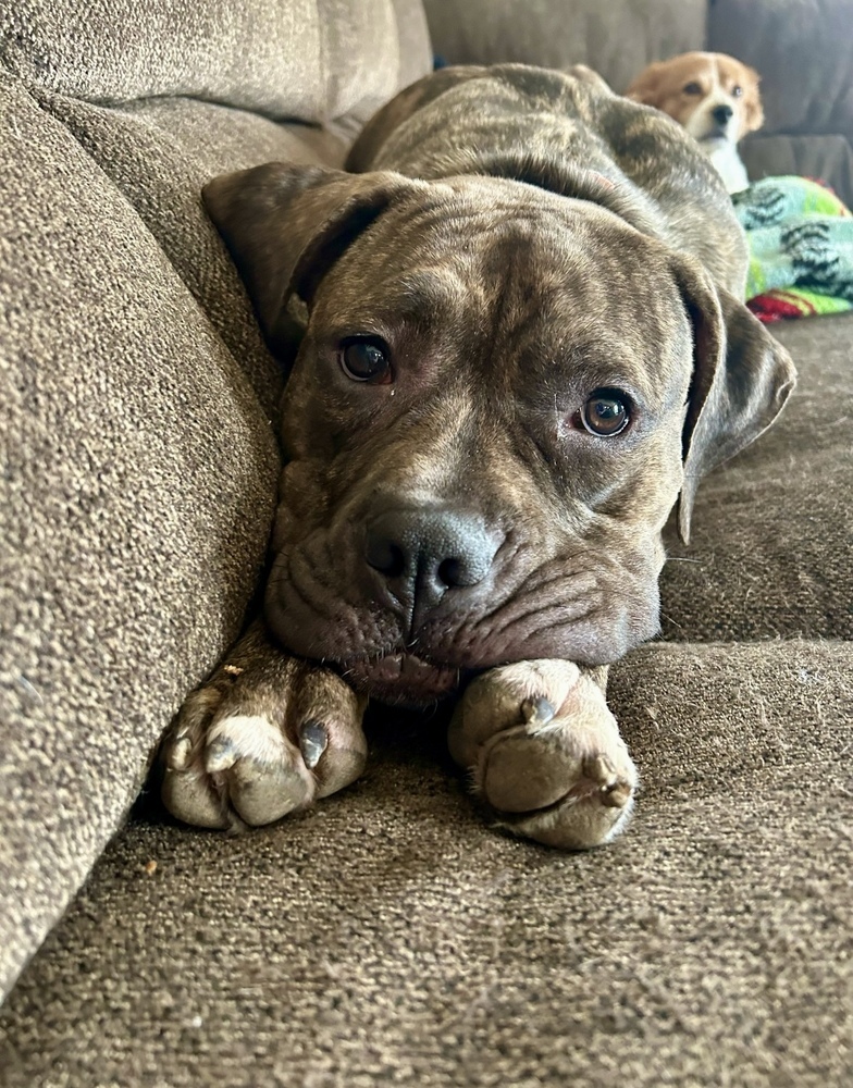 Nova