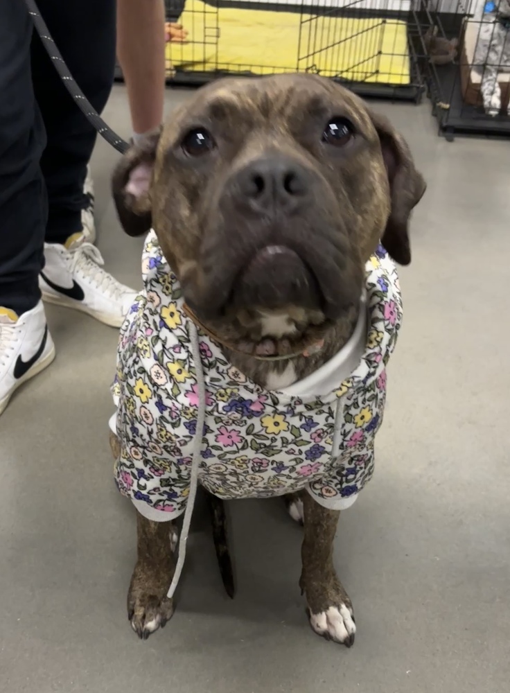 Nova