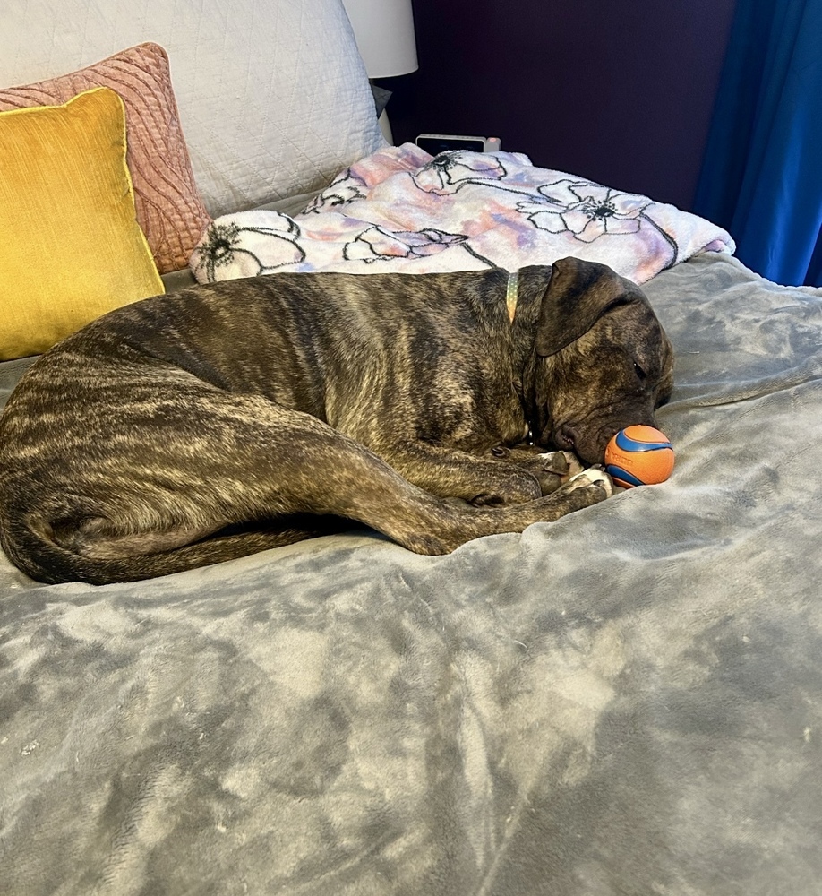 Nova