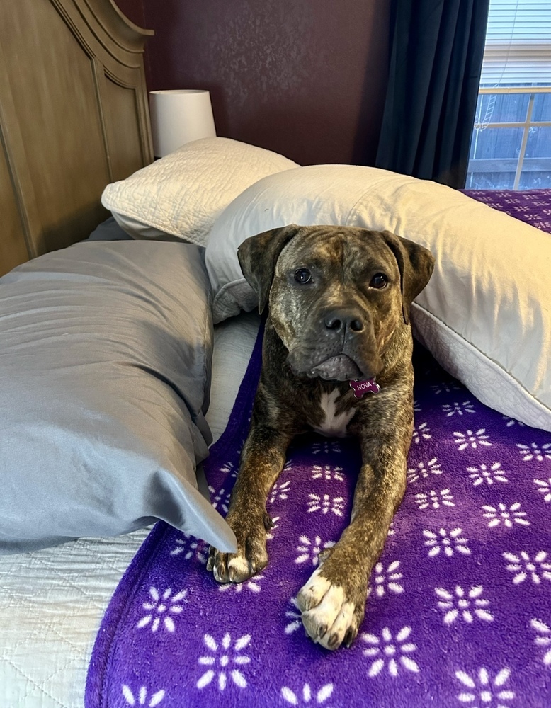 Nova