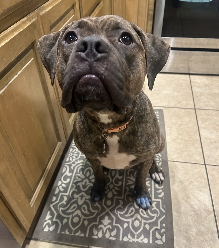 Nova