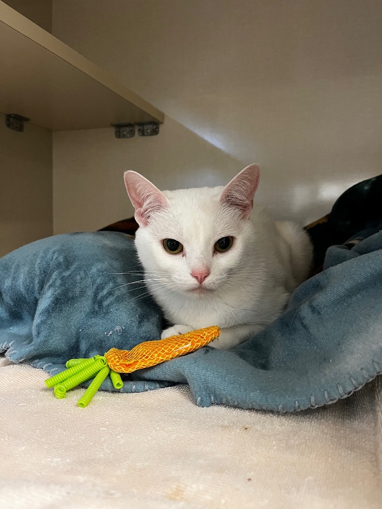 Orah, an adoptable Domestic Short Hair in Winnipeg, MB, R3H 0M1 | Photo Image 1