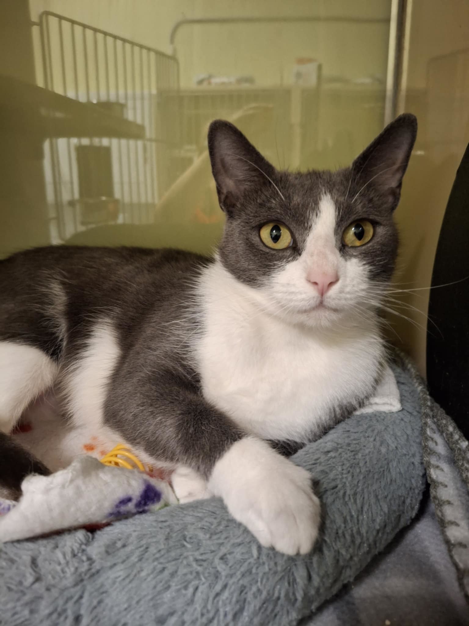 Melody AT Petsmart Newington
