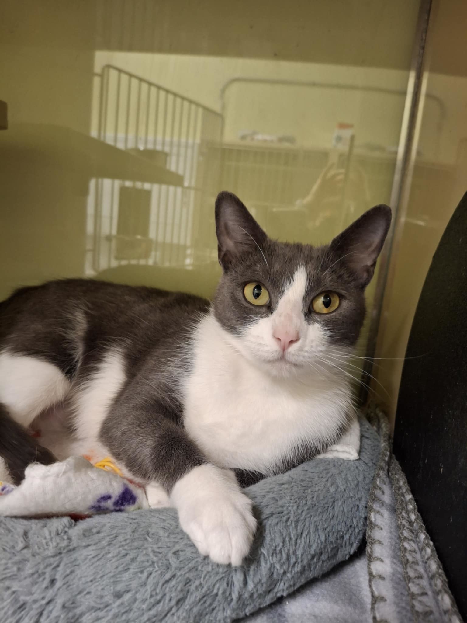 Melody AT Petsmart Newington