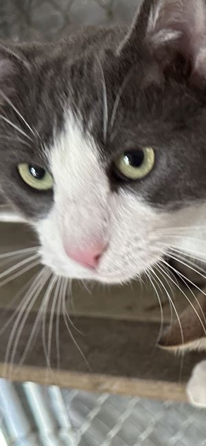 Timmy, Adult Male Domestic Short Hair