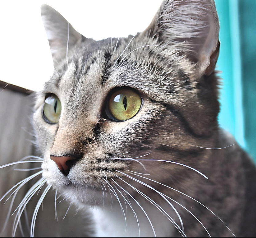 Beans, an adoptable Domestic Short Hair in Laramie, WY, 82073 | Photo Image 1