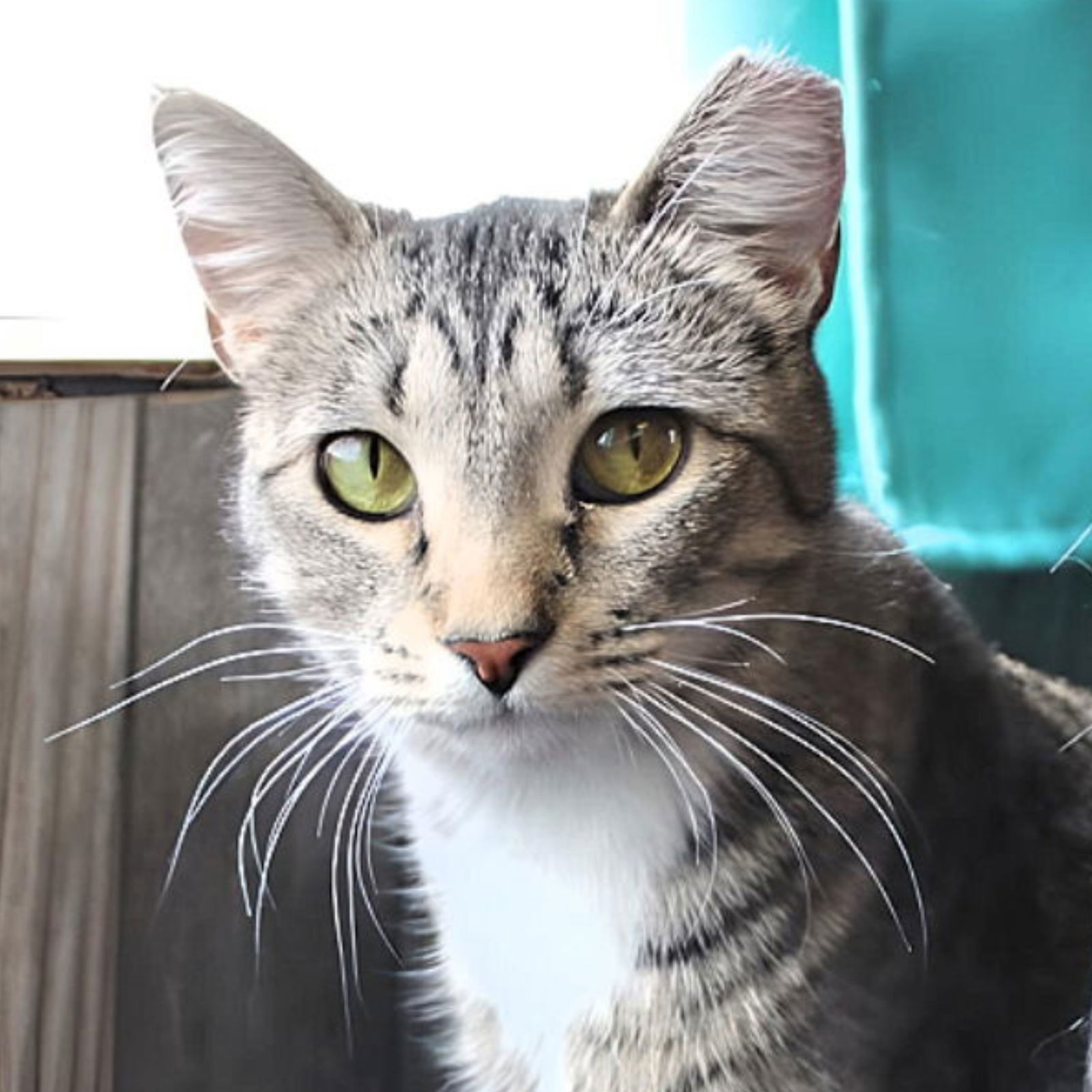 Beans, an adoptable Domestic Short Hair in Laramie, WY, 82073 | Photo Image 1