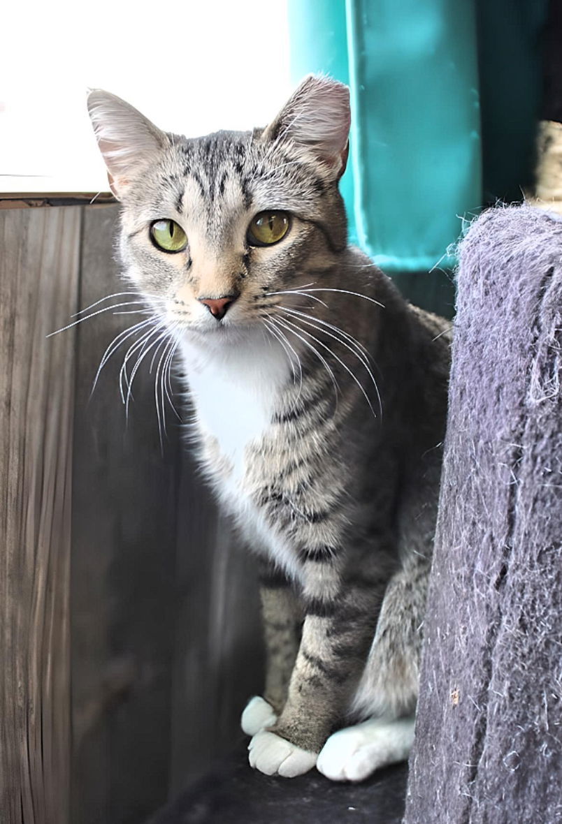 Beans, an adoptable Domestic Short Hair in Laramie, WY, 82073 | Photo Image 2